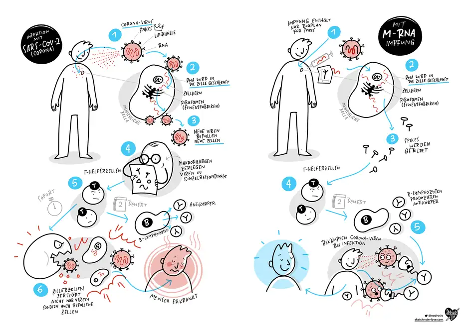 Wie wirkt eine Corona Impfung